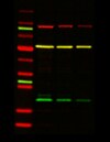 iBright Prestained Protein Ladder iBright Prestained Protein Ladder as it appears in visible light and with chemiluminescent and fluorescent detection methods