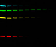 4-plex fluorescent western blot imaged on iBright Imaging Systems 4-plex fluorescent western blot imaged on iBright Imaging Systems
