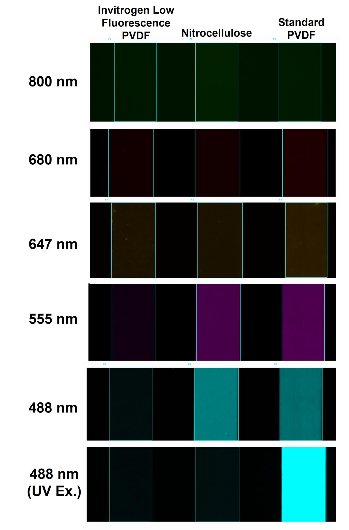 Low fluorescence vs nitrocellulose vs PVDF Data images showing lower autofluorescence with Invitrogen low fluorescence PVDF membranes