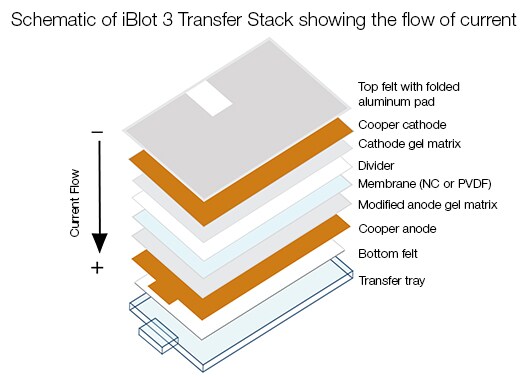 Dry electroblotting transfer schematic of dry electroblotting transfer