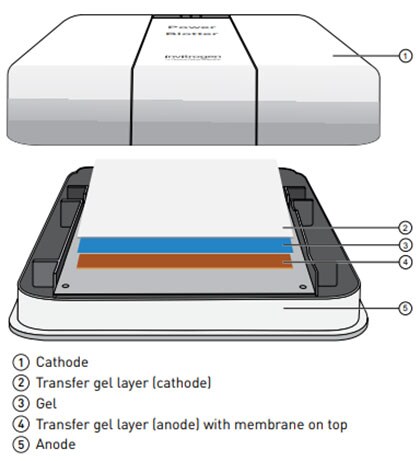 Semi-dry electroblotting transfer schematic for semi-dry electroblotting transfer