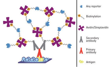 Schematic representation of the ABC staining method. Schematic representation of the ABC staining method.