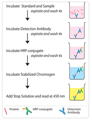 ELISA Development and Optimization ELISA Development and Optimization