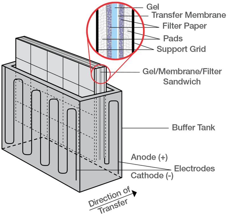 Schematic of western blot transfer sandwich Schematic of western blot transfer sandwich
