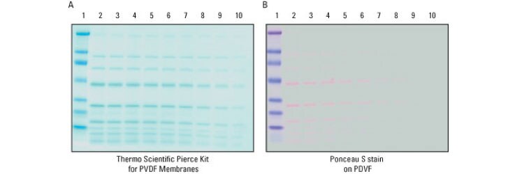 Comparison of pierce reversible membrane protein stain with ponceau s stain after western blot transfer Comparison of pierce reversible membrane protein stain with ponceau s stain after western blot transfer
