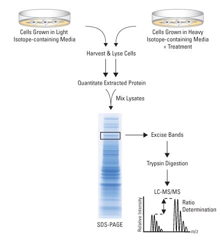 SILAC workflow-450px SILAC workflow-450px