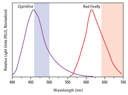 A12n01-Fig2-Luciferase A12n01-Fig2-Luciferase