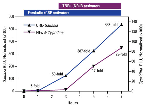A12n01-Fig4-Luciferase A12n01-Fig4-Luciferase