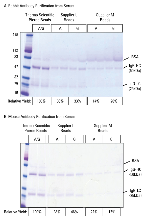 88802-ProteinAGMag-002-stacked 88802-ProteinAGMag-002-stacked