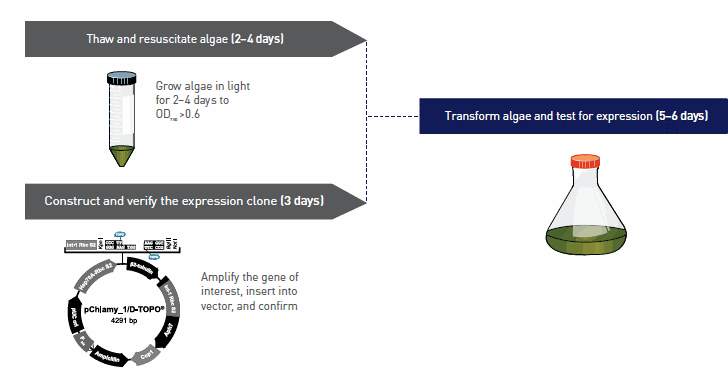 algae-workflow algae-workflow