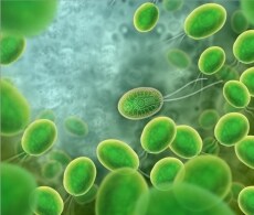 Algal Protein Expression Products Algal Protein Expression Products