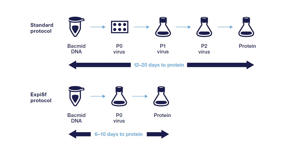 Standard protocol for baculovirus generation compared to shorter protocol with ExpiSf Expression System for baculovirus generation. Standard protocol for baculovirus generation compared to shorter protocol with ExpiSf Expression System for baculovirus generation.