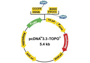 pcDNA_3.3-vector-map-fig2 pcDNA_3.3-vector-map-fig2