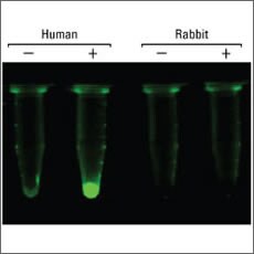 Fluorescent-Protein-Vectors Fluorescent-Protein-Vectors