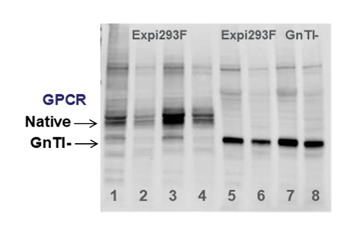 GnTI- blot results Western blot showing forms of CB2 GPCR protein expressed in Expi293F and in GnTI(-) cells