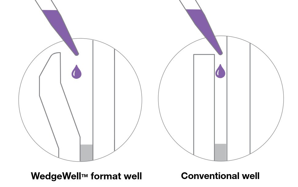 WedgeWell tapered gel wells and traditional straight wells in SDS-PAGE gels. WedgeWell tapered gel wells and traditional straight wells in SDS-PAGE gels.