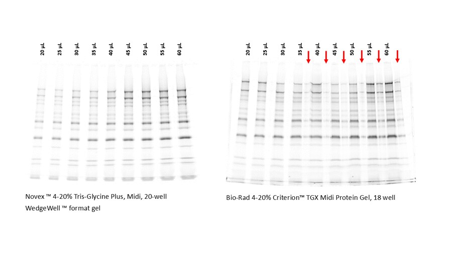 Comparison of sample loading capacity of Novex Tris-Glycine, WedgeWell and Criterion TGX midi gels Sample loading capacity of Coomassie stained gels