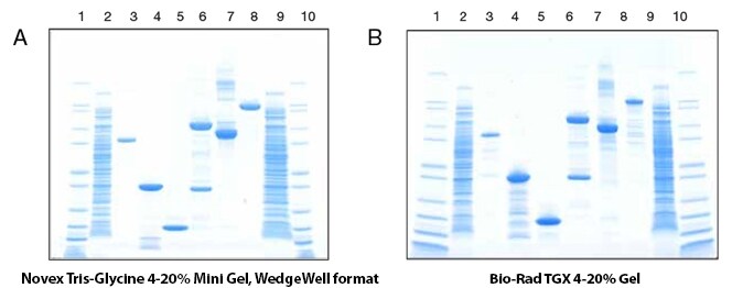 Novex Tris-Glycine gels offer increased protein integrity over other commercial gel suppliers Novex Tris-Glycine gels offer increased protein integrity over other commercial gel suppliers