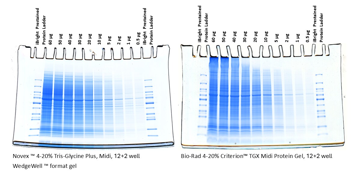 Novex, Tris-Glycine Plus Midi WedgeWell format gels exceeds the loading capacity of Bio-Rad midi gels Sample loading capacity of Coomassie stained Tris-glycine midi gels