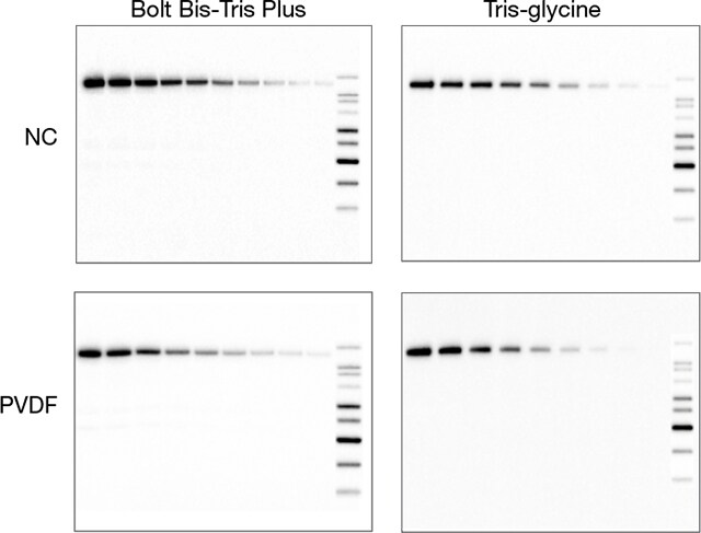 Results from Bolt Bis-Tris Plus gels western transfer sensitivity experiment Western blot analysis using a Bolt Bis-Tris Plus gel compared to tris-glycine gels