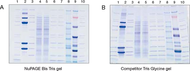 NuPAGE Bis-Tris gels provide sharp straight bands compared to competitor tris glycine gels NuPAGE Bis-Tris gels provide sharp straight bands compared to competitor tris glycine gels