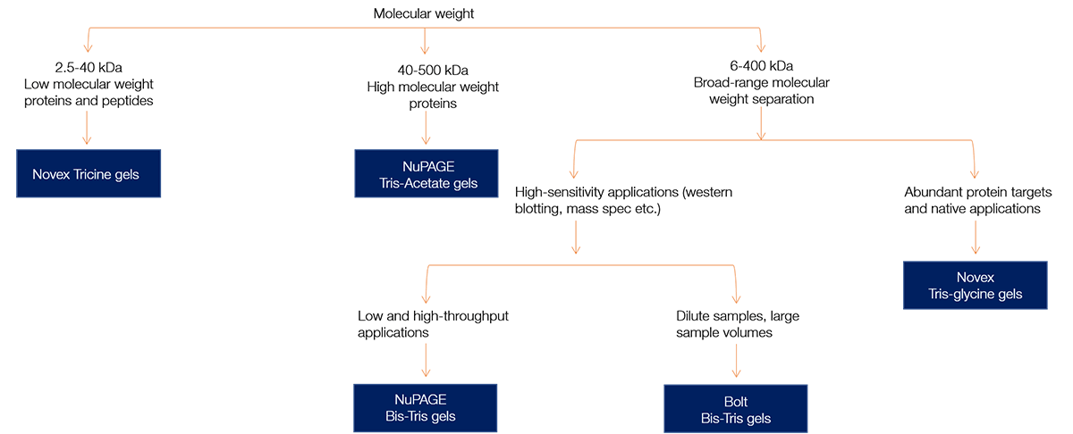 Decision tree for choosing a protein gel chemistry welcome pack for the right application and research needs Decision tree for choosing a protein gel chemistry welcome pack for the right application and research needs