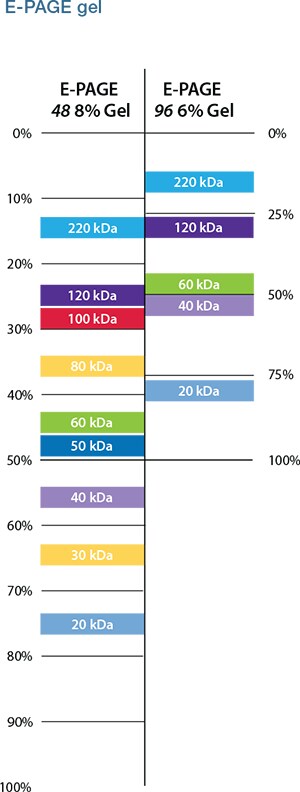 migration-chart-e-page-gels migration-chart-e-page-gels