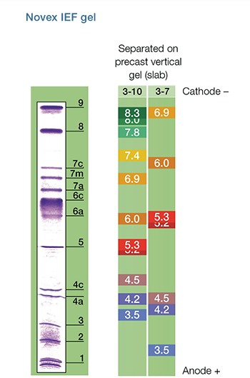 migration-chart-novex-ief-gel migration-chart-novex-ief-gel