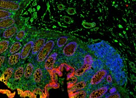 Fluorescent Protein Labeling Fluorescent Protein Labeling