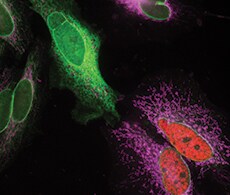 Microscale Protein Labeling Kits Microscale Protein Labeling Kits