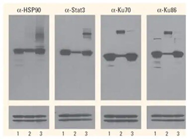 western blot analysis positive crosslinking using photoreactive amino acids versus formaldehyde