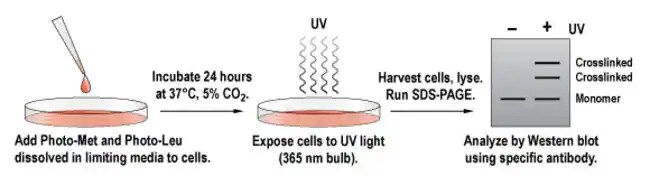photoreactive protocol photoreactive crosslinkers added to cells then exposed to UV light show crosslinking by western blot analysis