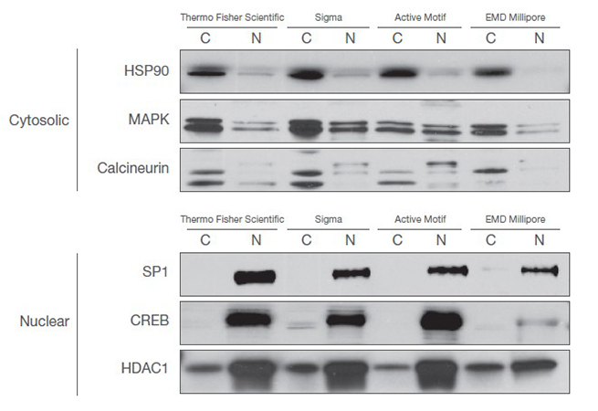 Cell Fractionation and Organelle Isolation | Thermo Fisher Scientific - CN