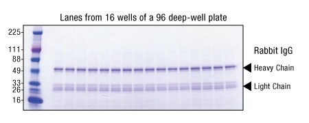 Highly reproducible IgG purification with Pierce Protein A Magnetic Beads and KingFisher instrument IgG purified from rabbit serum using Pierce Protein A Magnetic Beads and KingFisher Instrument. SDS-PAGE results show consistent heavy- and light-chain bands across all wells