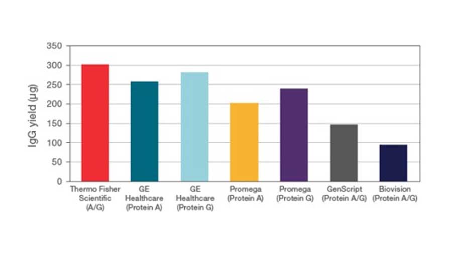 Higher IgG purification yields with Thermo Scientific Pierce Protein A/G Magnetic beads compared to other suppliers Comparison of IgG purification yields using Thermo Scientific Pierce Protein A/G Magnetic Agarose Beads with other suppliers’ beads