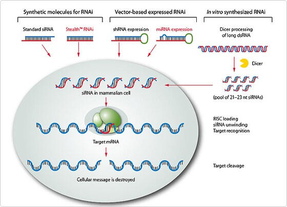 Methods of RNAi knockdown in mammalian cells Diagram illustrating methods of RNAi knockdown in mammalian cells