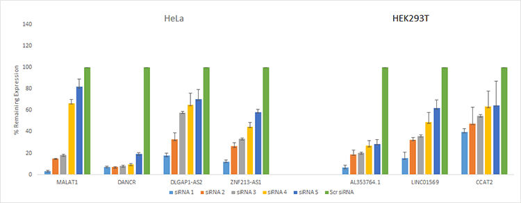 lncRNA produces effective knockdown across different targets graph demonstrating effective knockdown with Silencer Select lncRNA in HeLa and HEK293T cells
