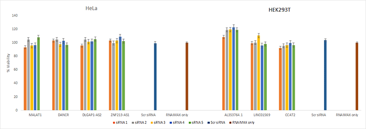 Cells transfected with siRNA retain high viability Graph showing high viability of cells transfected with siRNAs in HeLa and HEK293T cells
