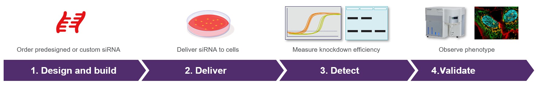 siRNA workflow schematic representing 3 steps in siRNA workflow