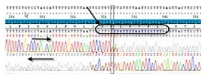 data-images.par.66513.image.resequencing-heterozygote-detection data-images.par.66513.image.resequencing-heterozygote-detection
