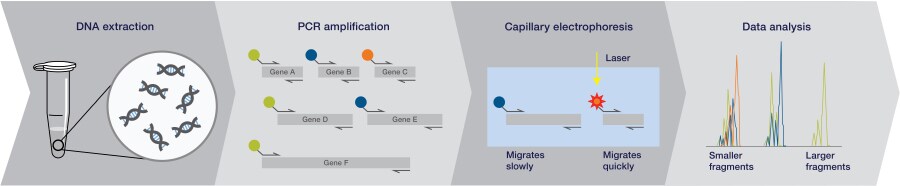 COL33196-Frag-analysis-Workflow COL33196-Frag-analysis-Workflow