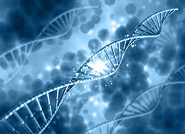 Microsatellite Marker Analysis Microsatellite Marker Analysis