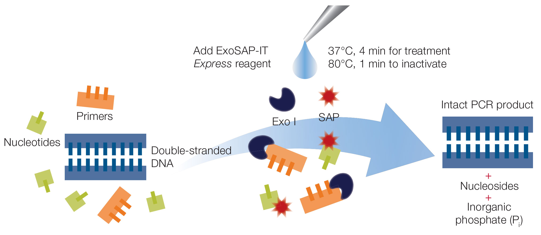ExoSAP-IT_PCR product_cleanup_reagent ExoSAP-IT_PCR product_cleanup_reagent