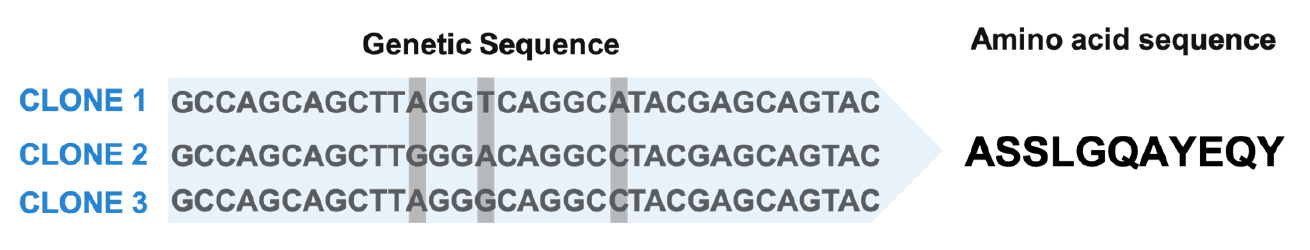 Figure 2. Illustration of codon degeneracy and TCR convergence Figure 2. Illustration of codon degeneracy and TCR convergence