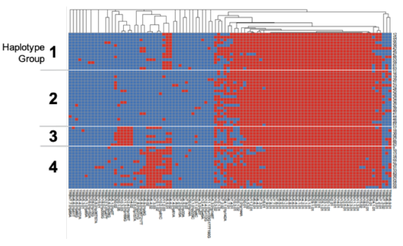 Fig1-Heat-mapTRBVallele-profiles Fig1-Heat-mapTRBVallele-profiles