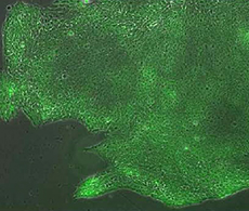 Embryonic Stem Cells (ESCs) Fluorescent image of embryonic stem cell colonies expressing green pluripotency markers
