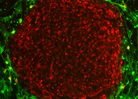 Induced Pluripotent Stem Cells (iPSCs) Induced Pluripotent Stem Cells (iPSCs)