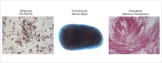 Multilineage differentiation with StemPro MSC medium Multilineage differentiation with StemPro MSC medium