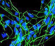 Stem Cell Characterization and Analysis Tools Stem Cell Characterization and Analysis Tools