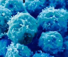 Stem Cell Culture Stem Cell Culture